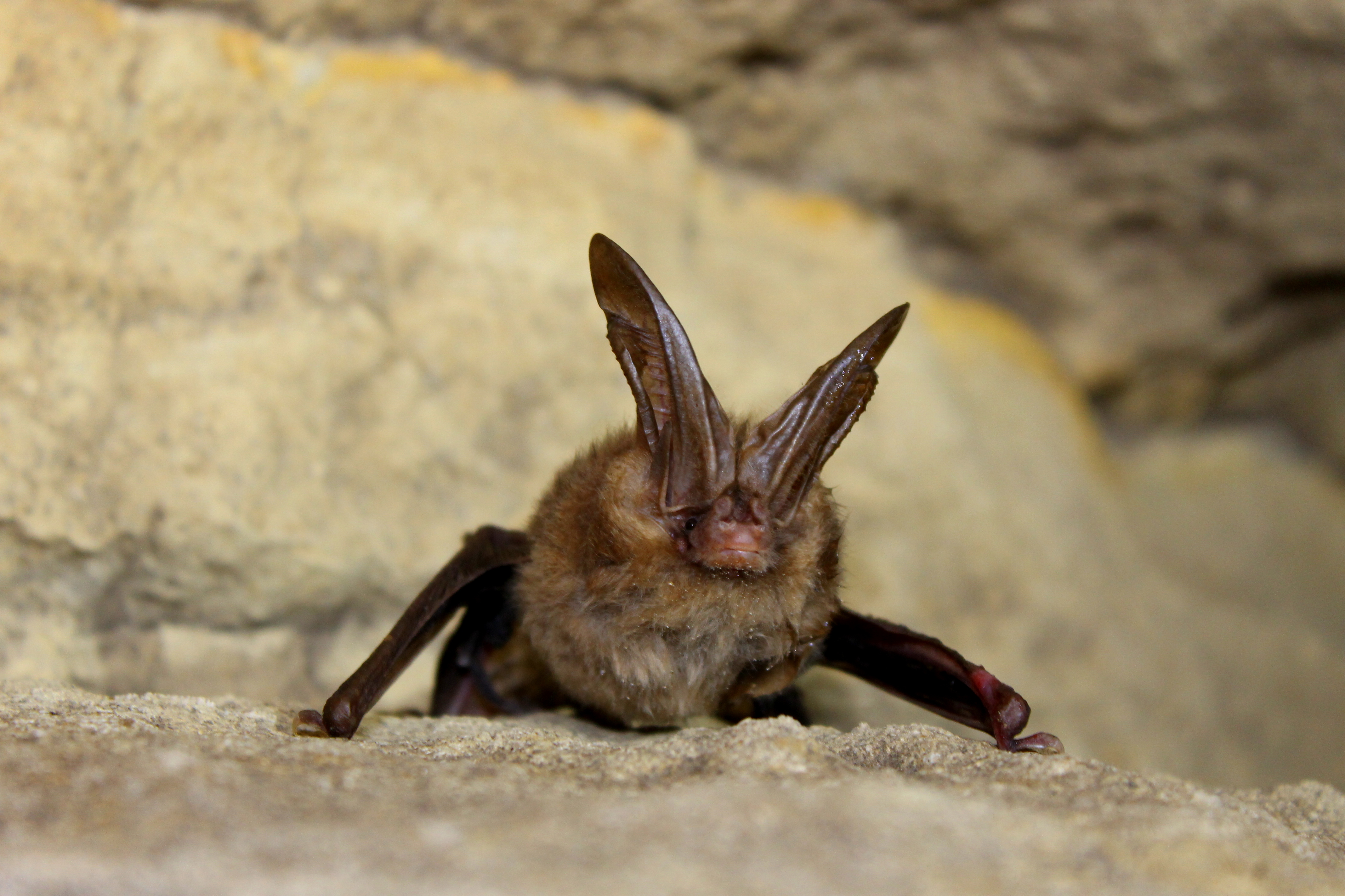 Virginia big-eared bat